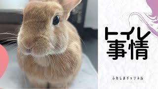 [#うさぎのトイレ]結局これが良い、掃除も簡単、チモシーも散らからない。Best　な選択#うさぎ #bunny#掃除 #トイレ