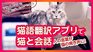 【猫語翻訳アプリ】人の言葉を猫語に翻訳するアプリで、猫の鳴き声になって会話してみた！猫が反応する音は何か実験！【メインクーン】