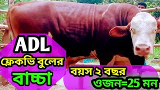 (ADL) ফ্লেকভী বুলের বাচ্চা, ২ বছর বয়সে ২৫ মন ওজন এবং সর্বচ্চো দামে বিক্রি করলেন খামারি ভিডিওতে দেখুন