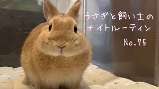 うさぎさんと飼い主のナイトルーティンをお見せします。【No.75】