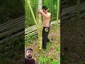 bamboo bushcraft satisfying survival outdoor bd farming farmer foryou shorts viralreels