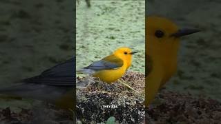 Bayou Birds of Jean Lafitte Preserve In Louisiana!