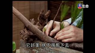 佛心花海_自採茶煎_李麗淑老師-1_(lifetv_20200601_11:00)