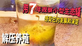 用7年时间观察一个小型生态罐，慢慢感受它的发展和演变！解压养殖！｜水族箱｜鱼缸｜养鱼｜养殖｜海洋生物｜动物｜宠物｜花草植物