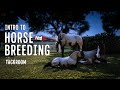 Horse Breeding on RedM on The Tackroom - KD Breeding Script Tutorial