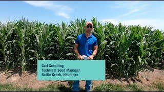 3 Keys to Success With Fungicide Management | WinField United