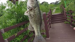 배스낚시 백곡지 도전 100곡 ...  ~ 아니아니~  워킹 배스낚시!  Korean Bass Fishing ~ Go to the Baekgokji