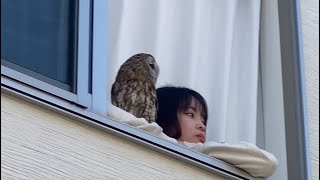 フクロウと過ごす1週間(日向ぼっこVer.)