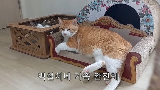 길고양이 구조 1년,, 고양이들 일상!!^^