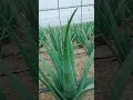 modern aloe vera agriculture aloe vera farming u0026 aloe vera harvesting processing of aloe vera gel