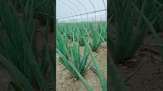 Modern Aloe Vera Agriculture Aloe Vera Farming \u0026 Aloe Vera Harvesting Processing of Aloe Vera Gel #