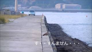 しゅうちゃんの島シリーズ釣り場探検！（北木島その2）