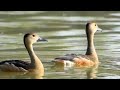 wetland birds 🦆 of india great egret relaxing bird videos relaxing nature videos