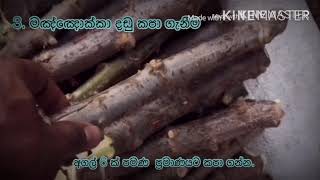 Monihot Esculenta මඤ්ඤොක්කා  වගාව මුල සිට අගට  manyokka Cultivation from beginning to end