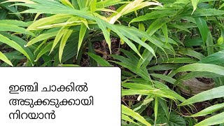 ഇഞ്ചി സിമന്റ്ചാക്കിൽ കാട് പോലെ വളർന്നു അടുക്കടുക്കായ് ചാക്ക് നിറയെ ഉണ്ടാവാൻ ഈ വളക്കൂട്ട് കൊടുക്കൂ