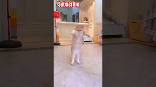 Kiya dance he#cat #dance #shorts #trending
