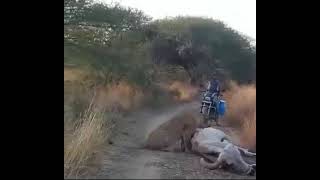 Lioness eating a \