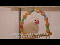 【文鳥のくちばしが赤い理由】チャームポイントのかわいい真っ赤なくちばし。なぜあんなに赤いのか？その答えは… ‘’java sparrow‘’‘’gelatik jawa‘’‘’문조‘’