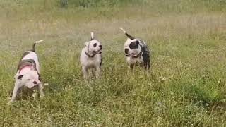 Old English Bulldog and American bulldogs in action