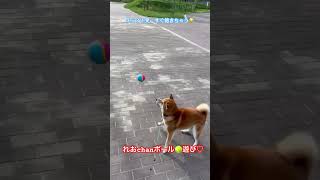 柴犬れおchan♡ボール遊びIN公園🎾⚾️🎾⚾️#shorts #柴犬