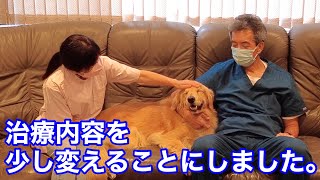 長かった入院生活からお別れ！メイプルの状況を考えて治療方法を少し変えることにしました。【メイプル闘病記#22】