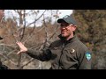 3 chicks at smith rock bald eagle nest longtime photographer gives a close up look