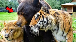 Lion, Tiger and Bear grew up together since childhood and become inseparable