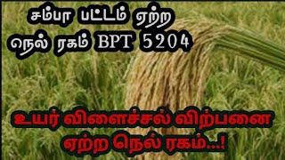 #சம்பா பட்டம் ஏற்ற நெல் ரகம் BPT 5204 /BPT 5204 PADDY DETAILS / TAMIL / புது விவசாய உலகம்.