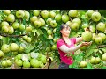 Harvesting A Lot Of Guava Fruit Goes To Countryside Market Sell - Farm Life | Phuong Daily Harvest