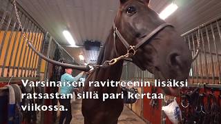 Näin treenaa huippuravuri Seabiscuit