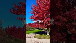 加拿大紅葉 Markham Canada Maple Leave