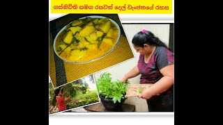 ගස්නිවිති සමග රසවත් දෙල් වැoජනයේ  රහස Let's taste a delicious curry of bread fruit with water leaves