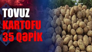 Tovuzun kartof sahələrində məhsuldarlıq yüksəkdir