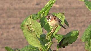 Chestnut-eared Bunting（ホオアカ）