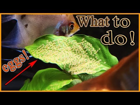 Do Hatchetfish lay eggs?