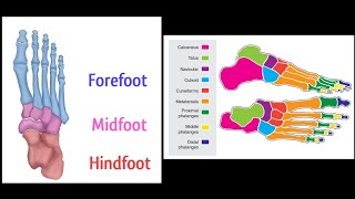 Imaging anatomy of ankle and foot on X ray and MRI