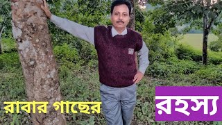 ত্রিপুরায় রাবার গাছের বাগান। Rubber tree plantation in Tripura. How to collect latex.N.E. India.