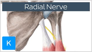 Radial Nerve - Branches, Course \u0026 Innervation - Human Anatomy | Kenhub