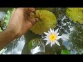 ആമ്പൽ aambal plant care how to bloom water lilly lotus ആമ്പൽ പരിപാലനം waterlily