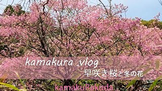 Kamakura vlog / Sakura in winter