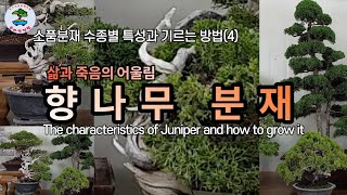 향나무 분재의 특성과 기르는 방법 The characteristics of Juniper and how to grow it