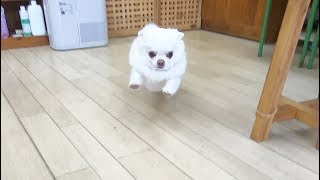 パパが迎えに行くと大喜びの犬！ツンデレコハク大はしゃぎ like a dog with two tails