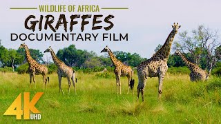 Graceful Giants - GIRAFFES Documentary Film in 4K UHD - Incredible Wildlife of Africa
