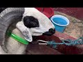 Amingad Bakri Eid sheep In Neelsandra 2022