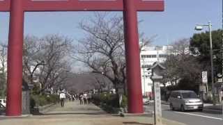 鎌倉桜だよりー段葛（鶴岡八幡宮への花道）のサクラは開花寸前だよ（3/19