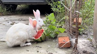 Living with cats and rabbits by my side, I am happy every day#pet