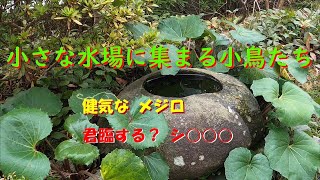 小さな水場に集まる小鳥たち＜健気なメジロ、愛らしい姿の割に気が強いジョウ○○○、君臨するシ○○○、夫婦仲睦まじいホ○○○、大食漢ヒ○○○＞