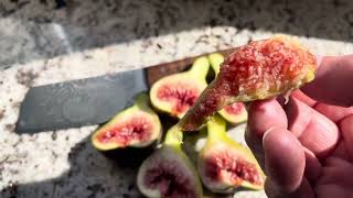 First taste of Italian 258 Breba - these big figs are divine