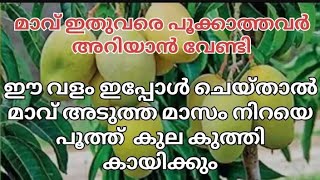 മാവിൽ ഈ വളം ഇപ്പോൾ ചെയ്താൽ അടുത്തമാസം മാവ് പൂത്ത് കുല കുത്തി കായ്ക്കും #biloosvlog| #shiham | മാവ്