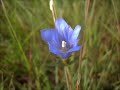 klokjesgentiaan gentiana pneumonanthe 6 juli 2011.wmv